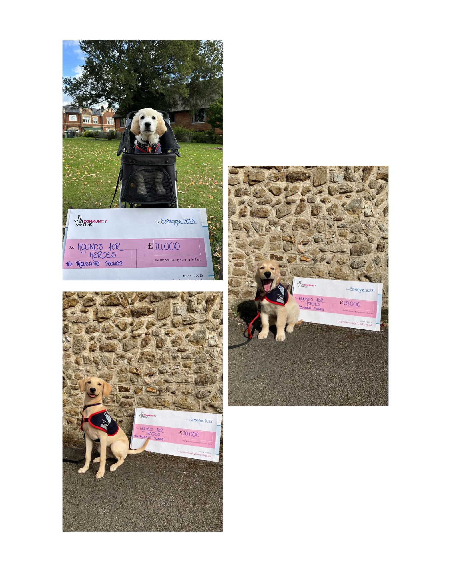 Collage of 3 puppies sat with Lottery cheque