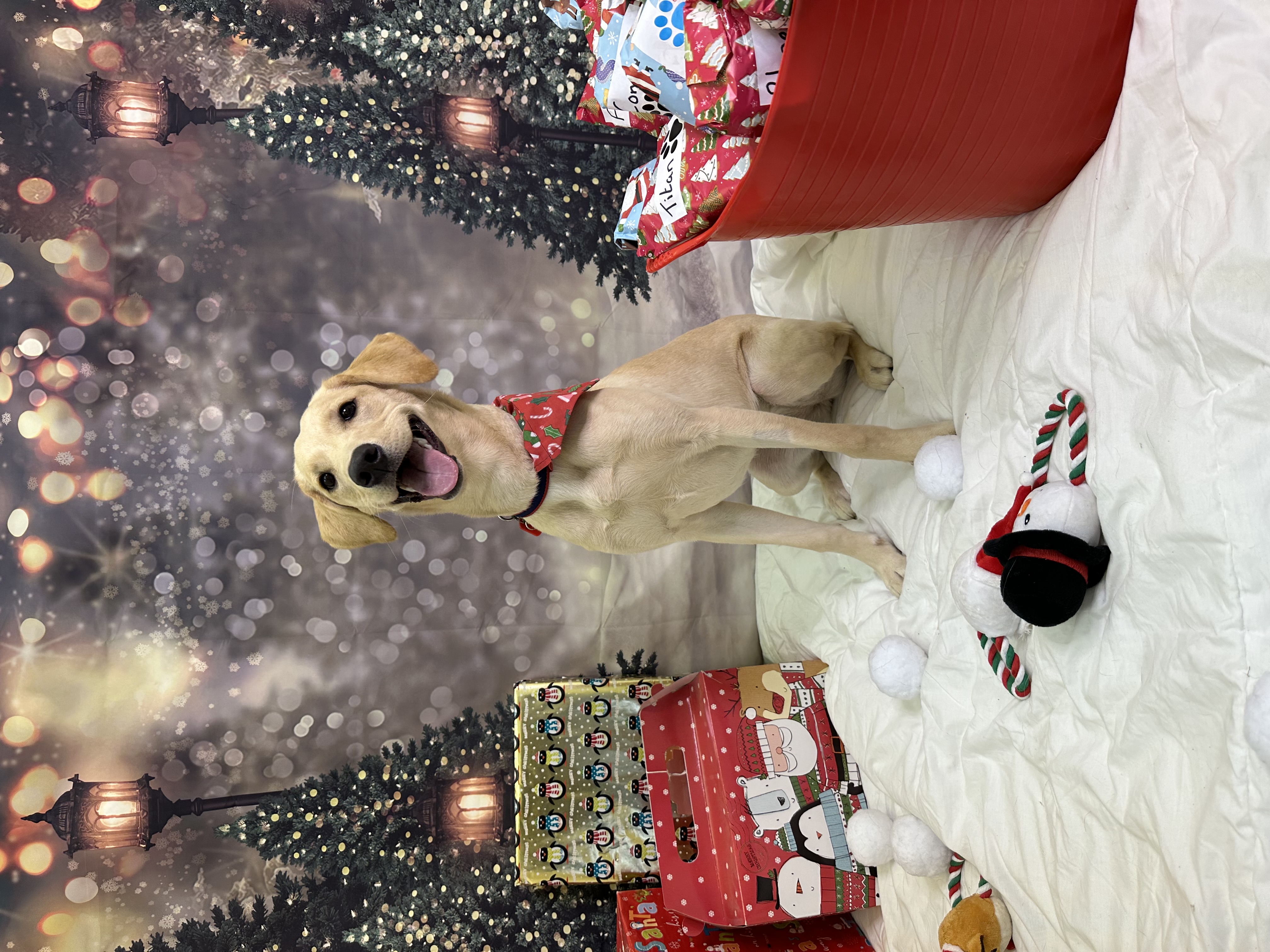 Yellow Labrador sat in a Christmas scene