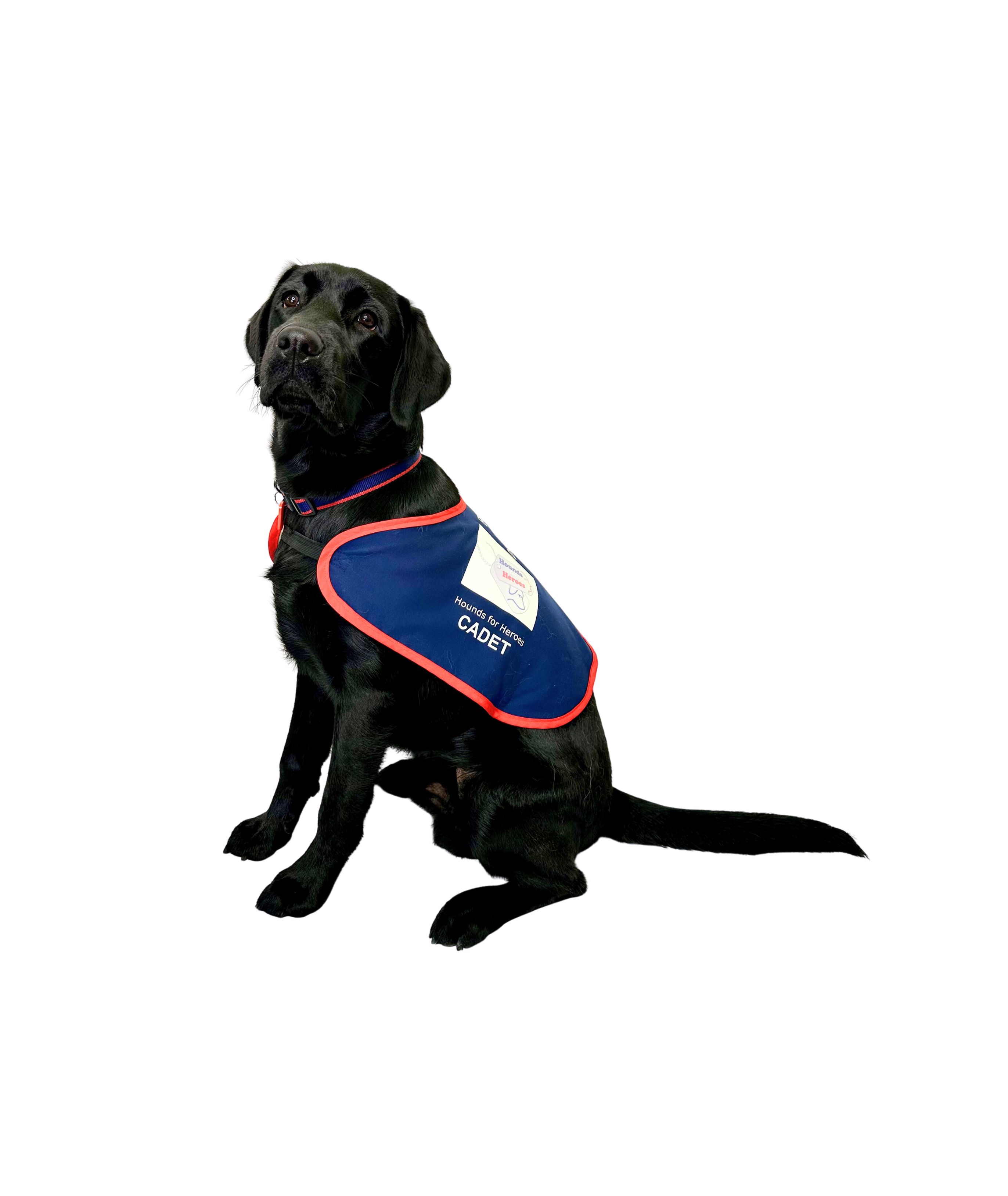 Black Labrador sat wearing an assistance dog jacket