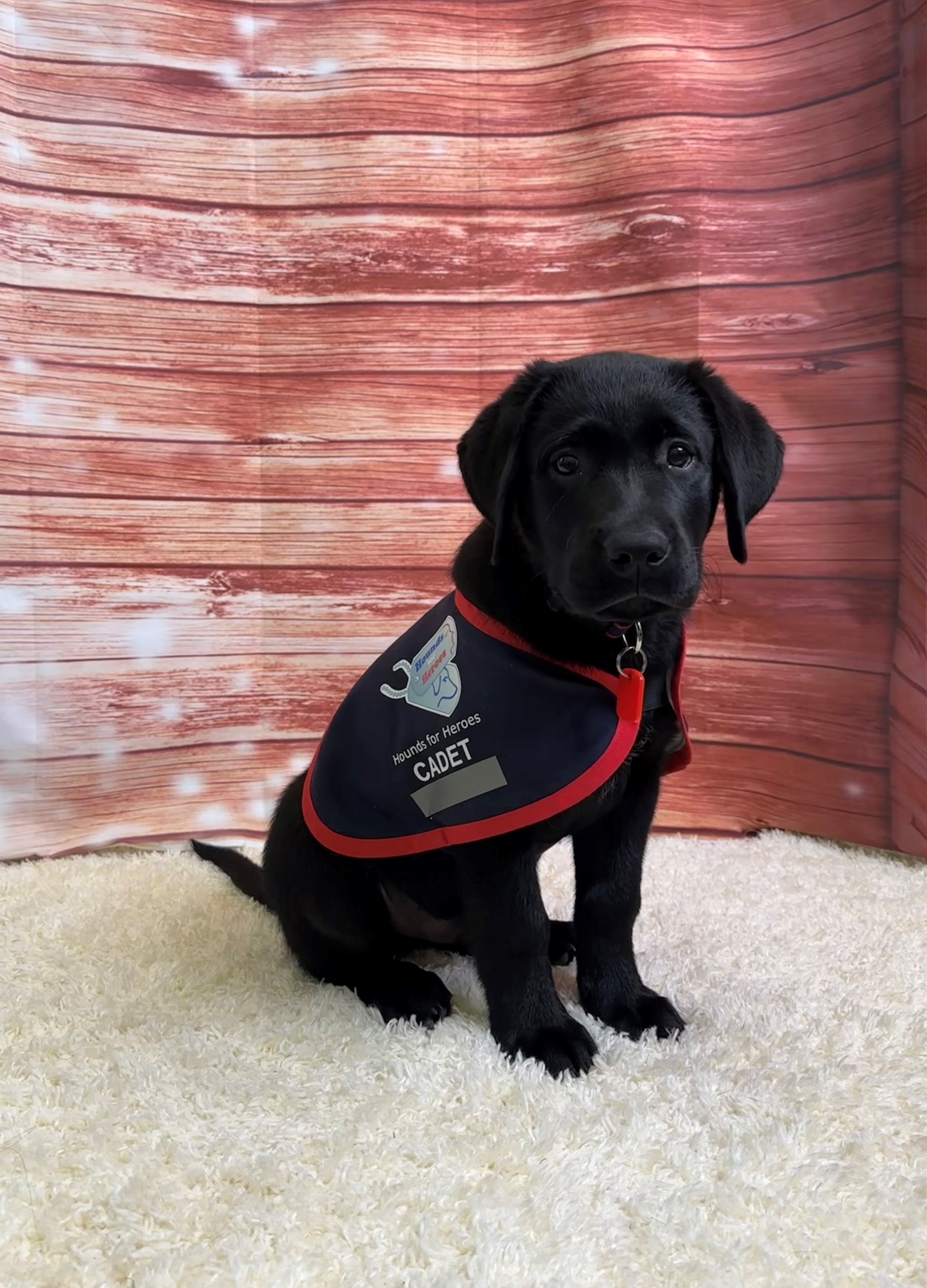 Black Labrador puppy sat on a rug with an assistance dog jacket on.