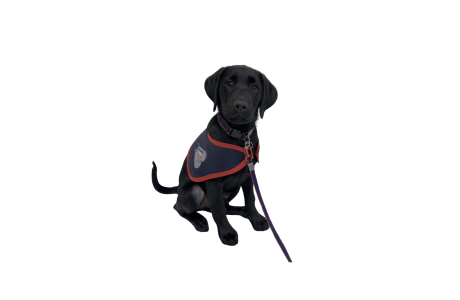 Labrador puppy wearing an assistance dog jacket