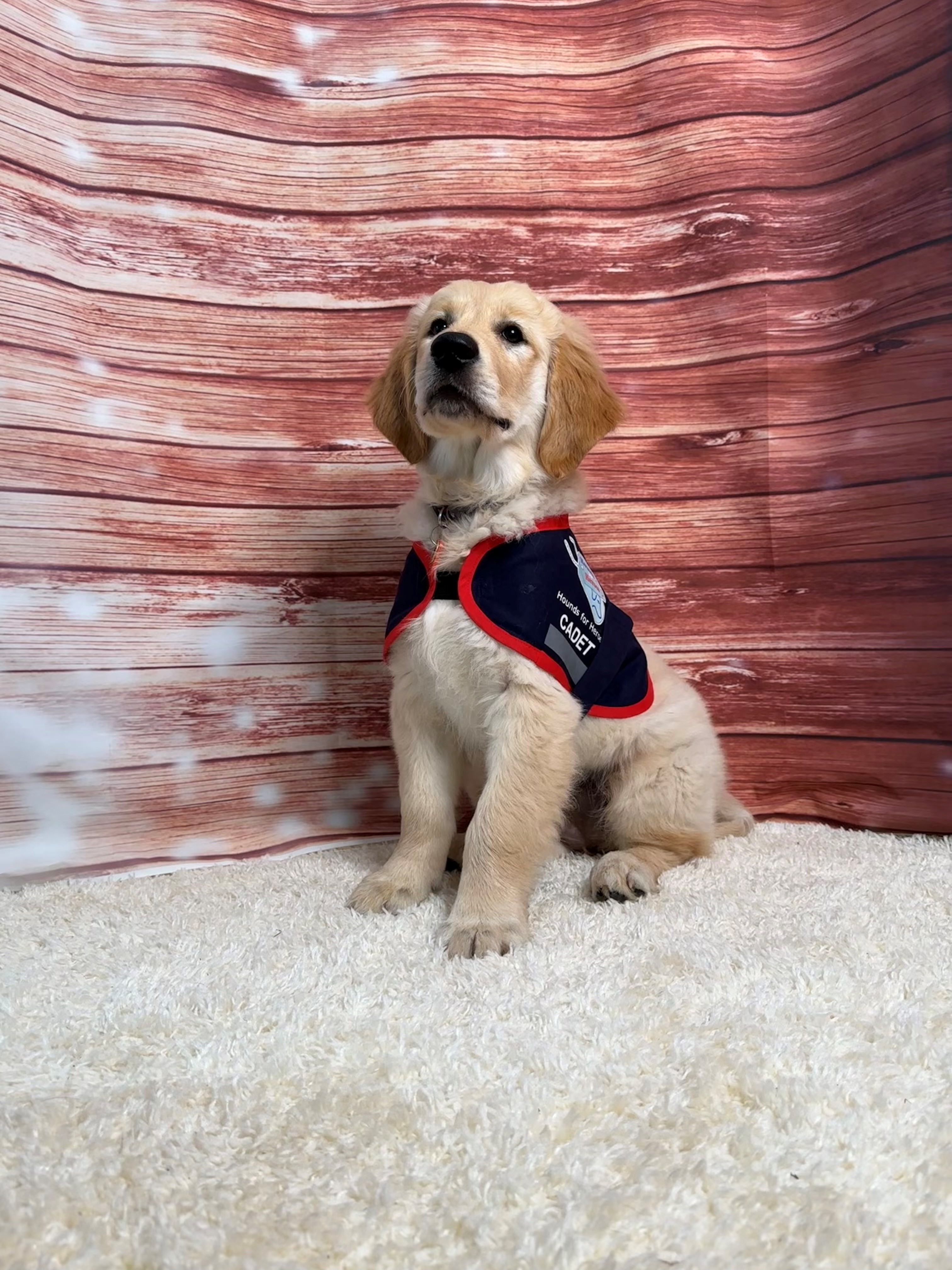 Golden Retriever Puppy sat on a rug