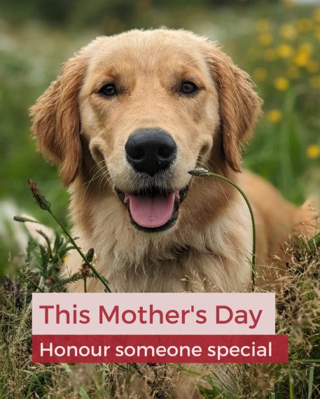 Hounds for Heroes Assistance dog on mother's day