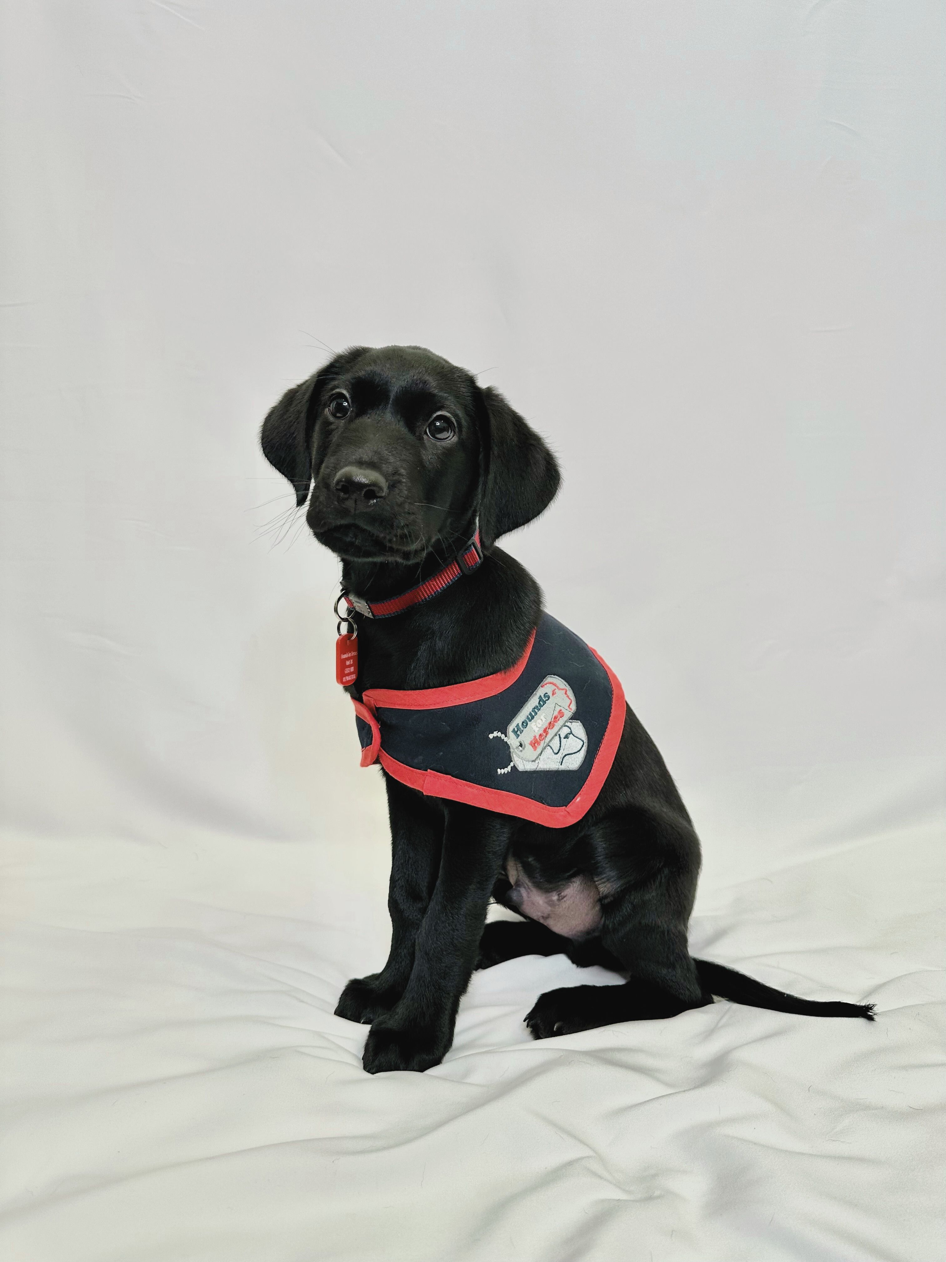 Black Labrador puppy wearing an assistance dog jacket