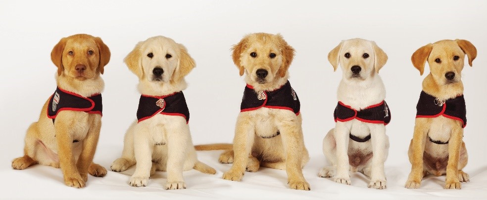5 Puppies sat in a row wearing assistance dog jackets