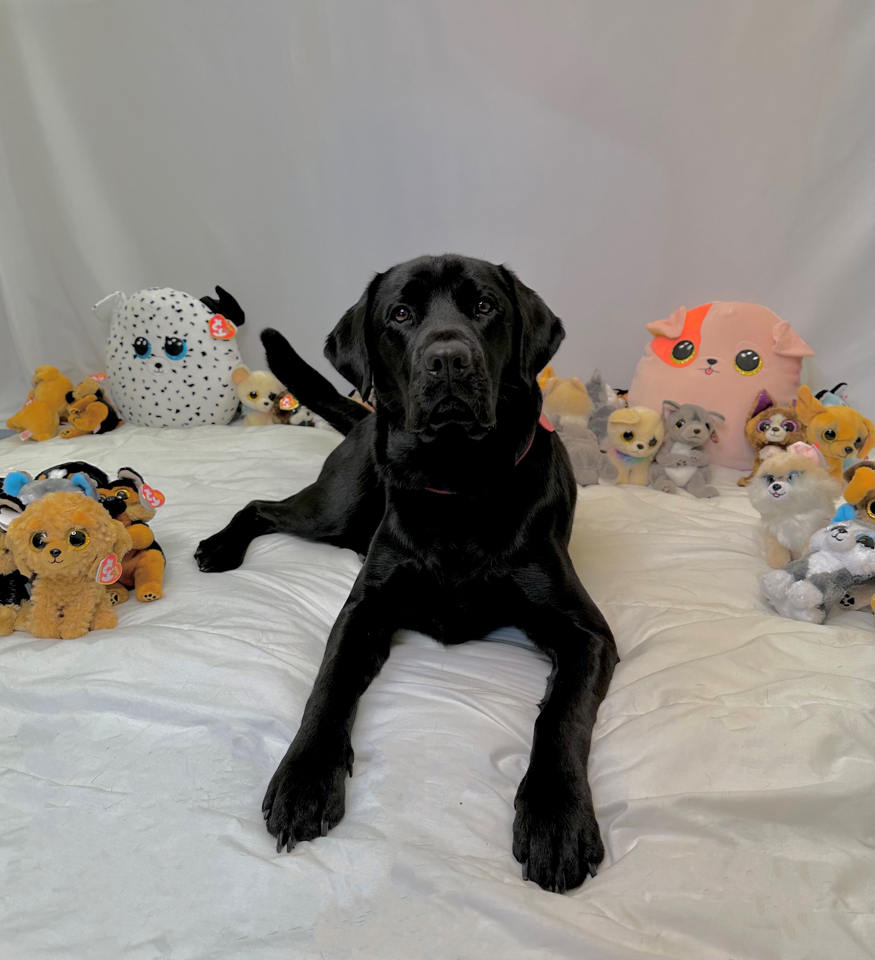 Black Labrador sat amongst soft Ty toys