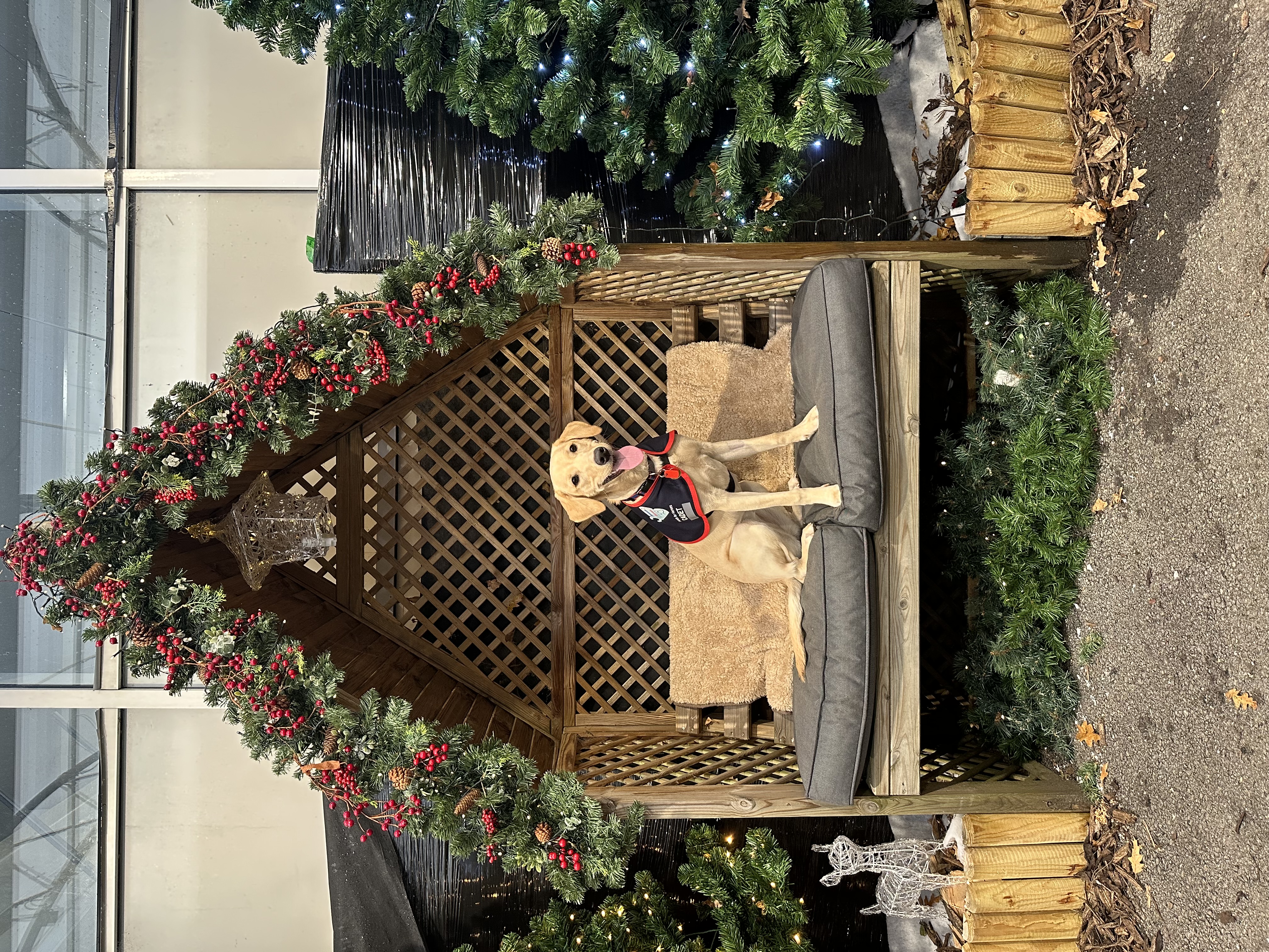 Yellow Labrador sat on bench in a Christmas setting