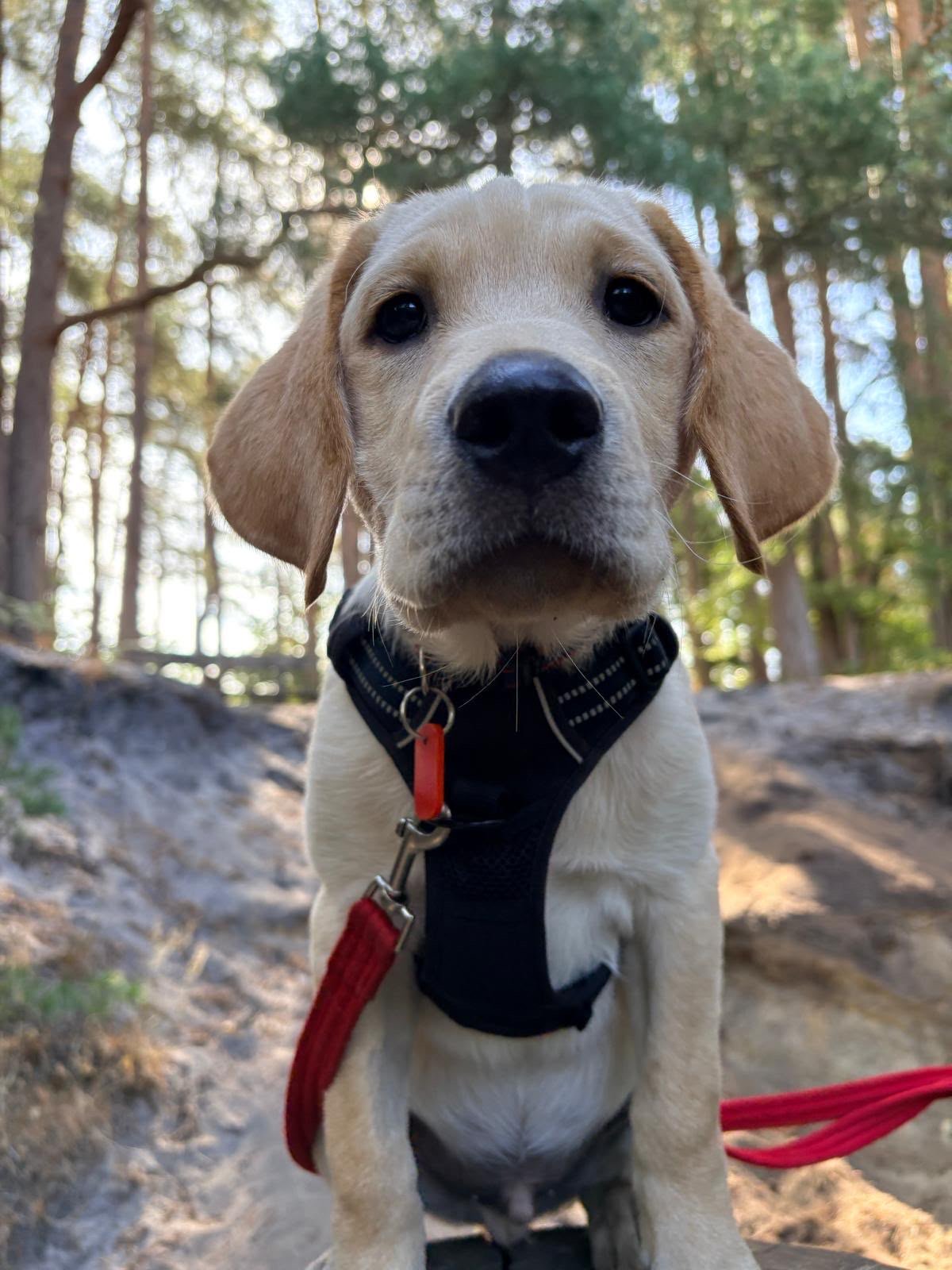 Hounds for Heroes Assistance dog, puppy in training, Harley