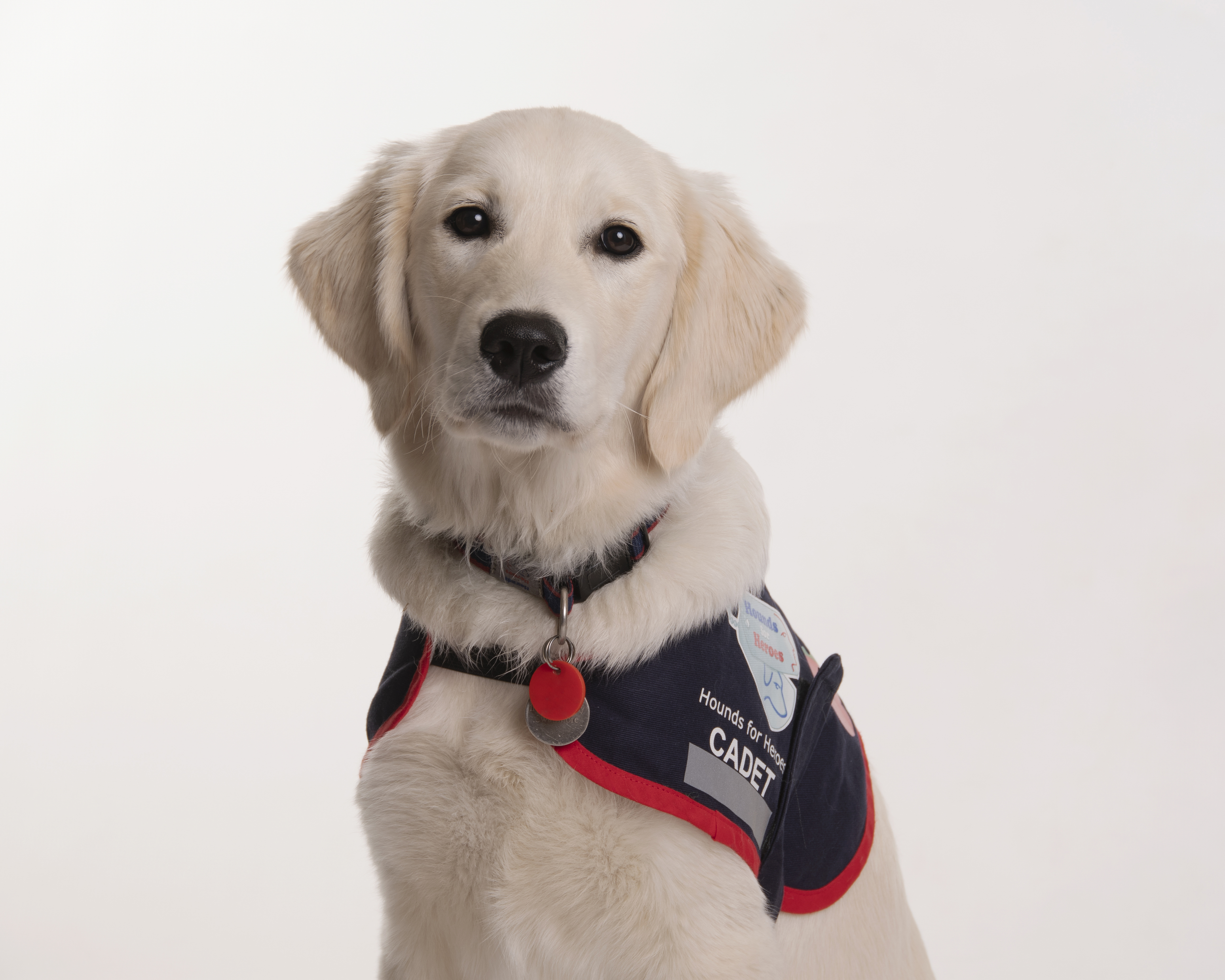 Golden Retriever wearing an assistance dog jacket