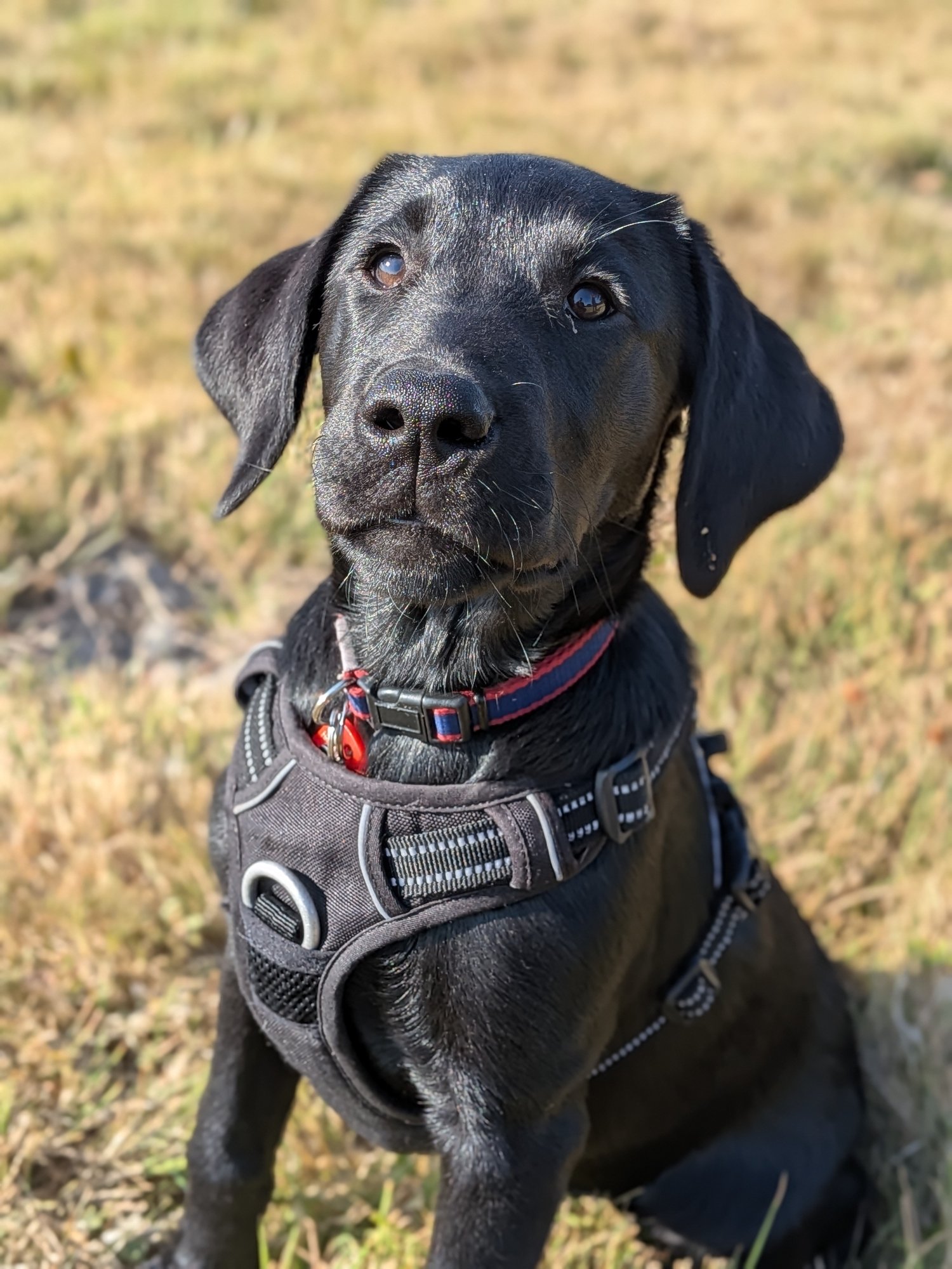 Pickle, a black Labrador puppy, looks towards the camera while sitting outdoors.