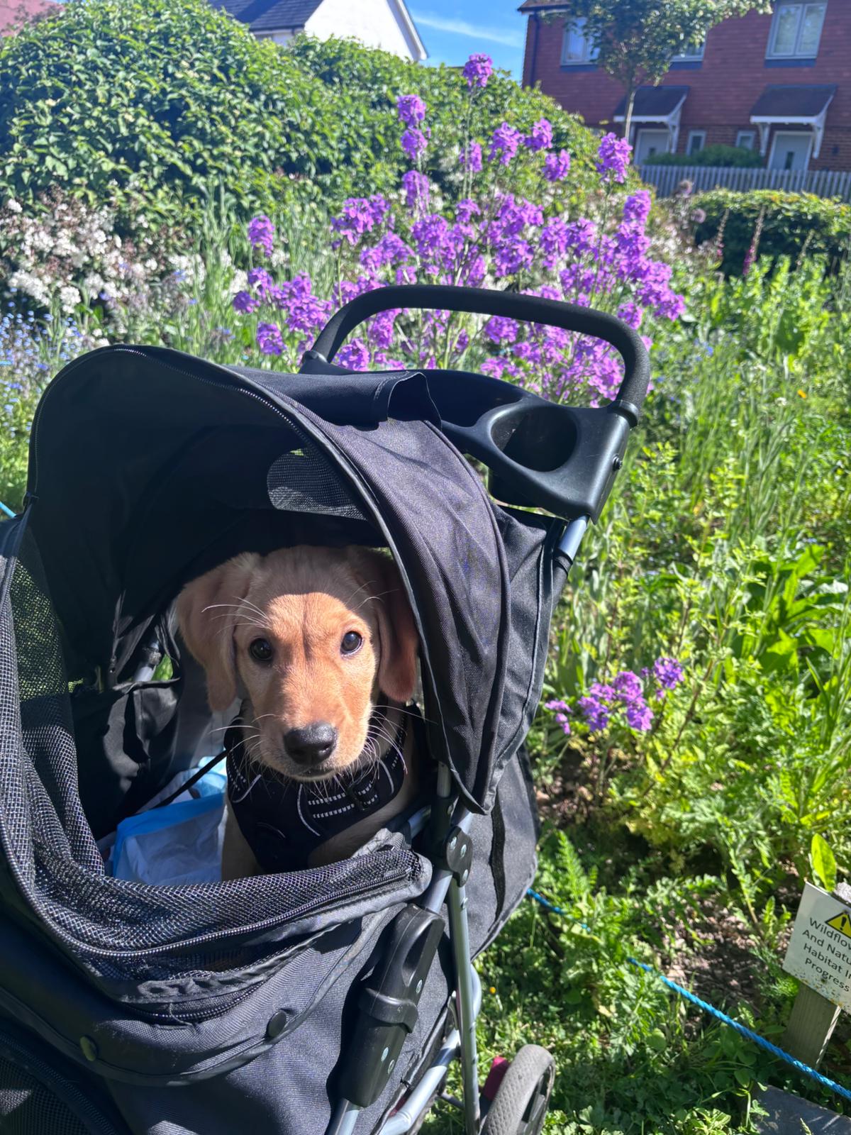 Scramble, a Yellow Labrador puppy in training, sits in a puppy buggy during an early training outing.