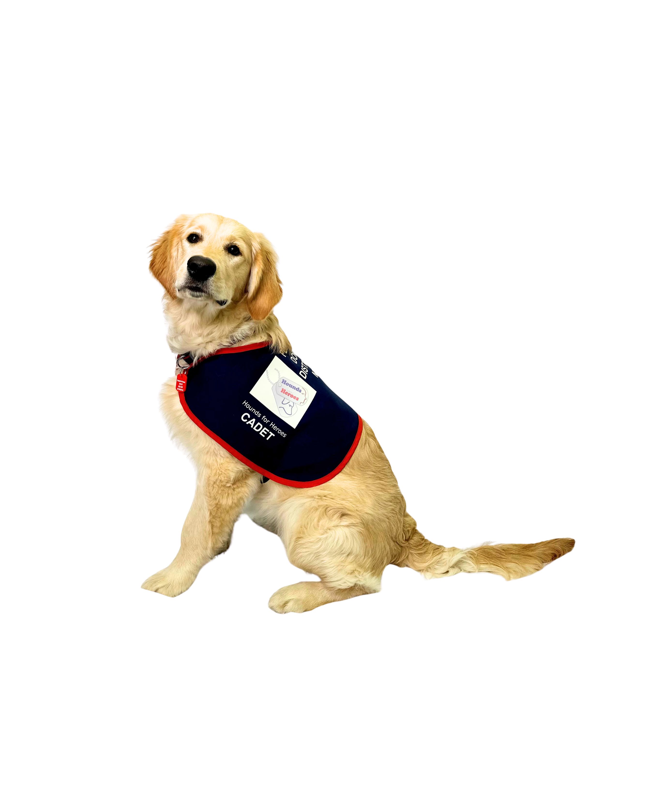 Golden Retriever sat wearing an assistance dog jacket