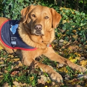 Labrador laying down on the grass wearing an assistance dog jacket.
