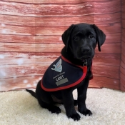 Black Labrador sat on a rug in an assistance dog jacket.