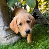 Hounds for Heroes assistance dog in training 