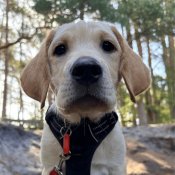 Hounds for Heroes assistance dog in training Harley