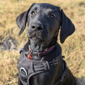 Pickle, a black Labrador puppy in training with Hounds for Heroes, sits outside in her harness and looks up at the camera.
