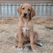Hounds for Heroes assistance dog in training Jack