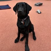 service dog training