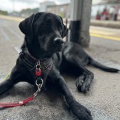 Hounds for Heroes Assistance Dog Minnie 