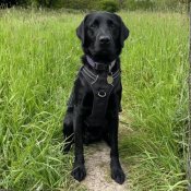 Hounds for Heroes assistance dog in training 