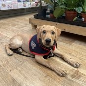 Assistance dog in training 