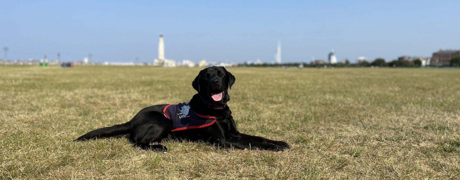 Dog at Southsea Common