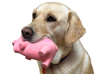 Labrador with pink, pig dog toy