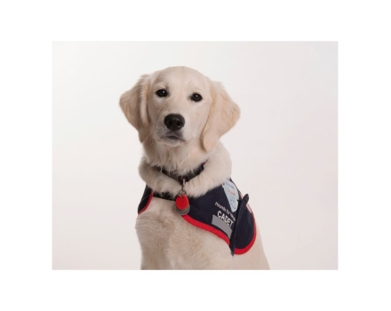 Golden Retriever wearing an assistance dog jacket looking into the camera