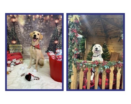 Yellow Labrador & Golden Retriever in Christmas scenes
