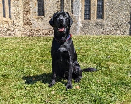 Black Labrador with certificate 