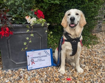 Hounds for Heroes Cadet with training certificate pass 