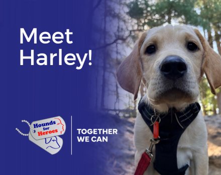 Hounds for Heroes Assistance dog, puppy in training, Harley