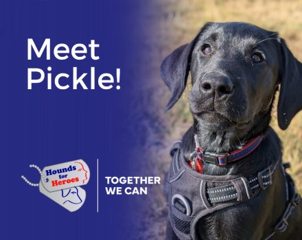 Pickle, a black Labrador puppy, looks towards the camera while sitting outdoors.