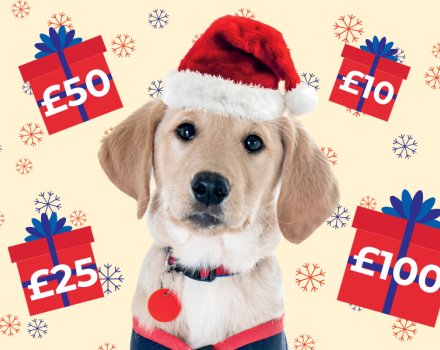 Festive Appeal overview image