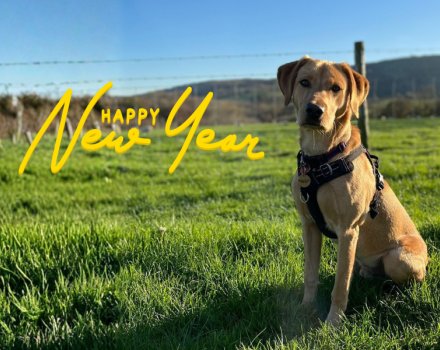 Happy New year 