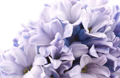 Hyacinths representing the Hounds for Heroes Memory Wall, where supporters leave messages for assistance dogs
