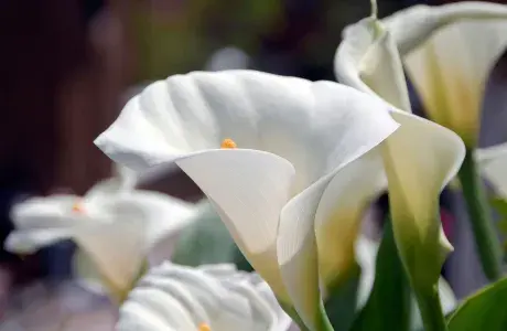 White lilies representing a donation in memory to Hounds for Heroes assistance dogs
