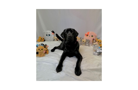 Black Labrador laying on a white mat surrounded by soft Ty toys