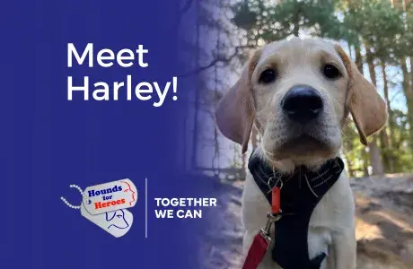 Hounds for Heroes Assistance dog, puppy in training, Harley