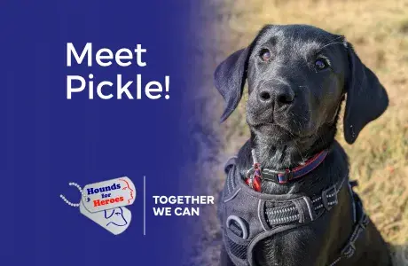 Pickle, a black Labrador puppy, looks towards the camera while sitting outdoors.