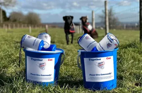 Hounds for Heroes assistance dog with donation collection buckets supporting dogs in training
