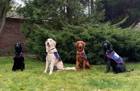 4 hounds for heroes dogs in jackets