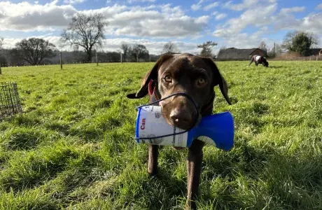 Dog with collection tin