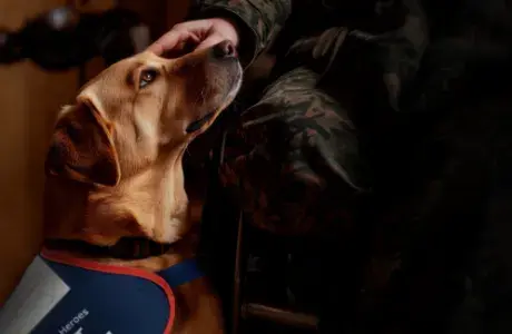 Hounds for Heroes assistance dog in training jacket being petted, representing support through leaving a legacy