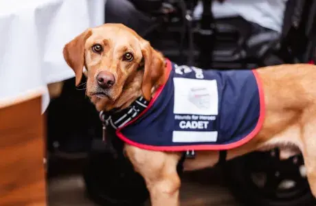 Sponsor an Assistance dog overview - captain