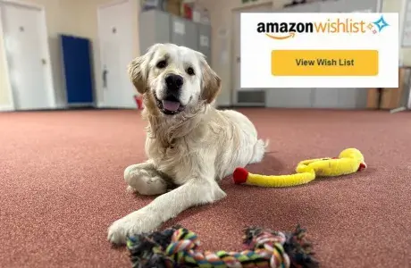 Hounds for Heroes assistance dog with donated toys from Amazon Wishlist