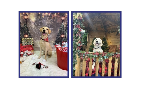 Yellow Labrador & Golden Retriever in Christmas scenes
