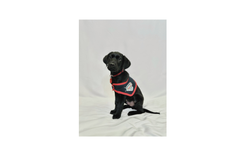 Black Labrador puppy sat on a white background wearing an assistance dog jacket.