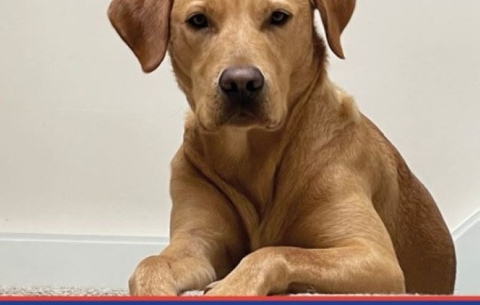 Front cover of 2023 Calendar showing a fox red Labrador laying at the top of the stairs and the charity mission statement